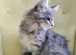 Georgia - Maine Coon Cat For Sale - Westfield&comma; MA&comma; US
