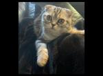 Satu - Scottish Fold Cat For Sale - Angier&comma; NC&comma; US