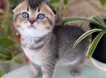 Scottish Fold Kittens 6 weeks old - Scottish Fold Cat For Sale - Champions Gate&comma; FL&comma; US