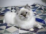 Adalbert - Ragdoll Cat For Sale - Tuscaloosa&comma; AL&comma; US