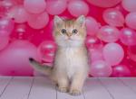 Reserved DIANA - British Shorthair Cat For Sale - Sunnyvale&comma; CA&comma; US