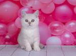 ELISA - British Shorthair Cat For Sale - Sunnyvale&comma; CA&comma; US