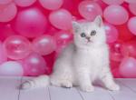 EMIR - British Shorthair Cat For Sale - Sunnyvale&comma; CA&comma; US
