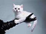 Alice silver shaded british girl - British Shorthair Cat For Sale - TX&comma; US