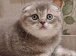 FELIX - Scottish Fold Cat For Sale - Austin&comma; TX&comma; US