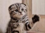 Reserved ATOS - Scottish Fold Cat For Sale - Austin&comma; TX&comma; US