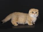 HTX Tiny orange golden Scottish kilt munchkin - Munchkin Cat For Sale - TX&comma; US