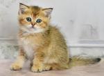 YASMINE - Scottish Straight Cat For Sale - Austin&comma; TX&comma; US