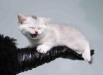 Angel silver shaded british girl - British Shorthair Cat For Sale - TX&comma; US