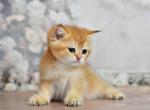 RESERVED YOGI - Scottish Straight Cat For Sale - Austin&comma; TX&comma; US