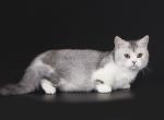 Ludvin tiny munchkin standard bicolor short legs - Munchkin Cat For Sale - TX&comma; US