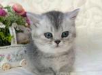 Sebastian munchkin standard silver chinchilla - Munchkin Cat For Sale - TX&comma; US