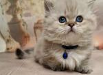 Blue eyed fluffy angel munchkin standard - Munchkin Cat For Sale - TX&comma; US