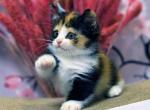 Eva tricolor calico munchkin with short legs - Munchkin Cat For Sale - TX&comma; US