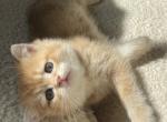 Lucky - British Shorthair Cat For Sale - Bensalem&comma; PA&comma; US