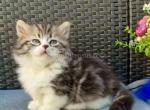 Elisey tabby bicolor munchkin with short legs - Munchkin Cat For Sale - TX&comma; US