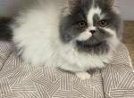 LITTLE BLUE MOON GODDESS - Minuet Cat For Sale/Service - 