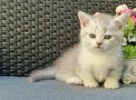 Enei lilac bicolor munchkin with short legs - Munchkin Cat For Sale - TX&comma; US
