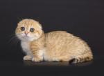 Tashira tiny orange golden Scottish kilt munchkin - Munchkin Cat For Sale - TX&comma; US