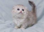 Asya tiny Scottish kilt munchkin silver tabby - Munchkin Cat For Sale - TX&comma; US