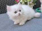 Pure white Katyusha English Muffin Munchkin - Munchkin Cat For Sale - TX&comma; US