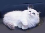 Sofa tiny munchkin Scottish kilt with blue eyes - Munchkin Cat For Sale - TX&comma; US