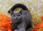 Kitty - British Shorthair Cat For Sale - Norwalk&comma; CT&comma; US