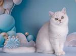 Dosya - British Shorthair Cat For Sale - Norwalk&comma; CT&comma; US