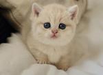 Woody - Munchkin Cat For Sale - Pembroke Pines&comma; FL&comma; US