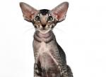 Xena - Oriental Cat For Sale - Pembroke Pines&comma; FL&comma; US