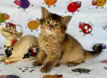 Lizzie - Somali Cat For Sale - Miami&comma; FL&comma; US