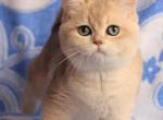 Van - British Shorthair Cat For Sale - Jacksonville&comma; FL&comma; US