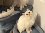 silver sunshine chinchilla females - British Shorthair Cat For Sale - Philadelphia&comma; PA&comma; US