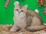 Golden ticked British shorthair boy - British Shorthair Cat For Sale - Spokane&comma; WA&comma; US