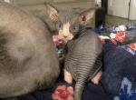 Buddys Child1 - Sphynx Cat For Sale - Chicago&comma; IL&comma; US