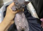 MiniSkinny - Sphynx Cat For Sale - Chicago&comma; IL&comma; US