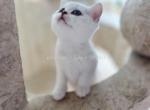 Lolo - British Shorthair Cat For Sale - Portland&comma; OR&comma; US