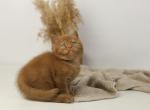 Olimpys - British Shorthair Cat For Sale - Hollywood&comma; FL&comma; US