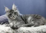 Kayen - Maine Coon Cat For Sale - Hollywood&comma; FL&comma; US