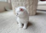 Lala - British Shorthair Cat For Sale - Portland&comma; OR&comma; US