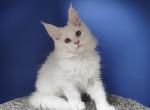 Markiz - Maine Coon Cat For Sale - Hollywood&comma; FL&comma; US