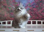 Angel - Siberian Cat For Sale - Miami&comma; FL&comma; US