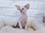 Hennessy - Siamese Cat For Sale - Miami&comma; FL&comma; US