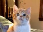 Orange - Scottish Fold Cat For Sale - MA&comma; US