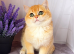 Awes - British Shorthair Cat For Sale - Glendale&comma; CA&comma; US