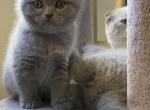 Jerry - Scottish Fold Cat For Sale - Eden Prairie&comma; MN&comma; US