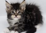 Lover Boy - Maine Coon Cat For Sale - Elk Grove&comma; CA&comma; US