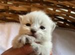 Loki - Siberian Cat For Sale - North Port&comma; FL&comma; US