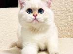 Max scottish straight boy with sky blue eyes - Scottish Straight Kitten For Sale - CA&comma; US