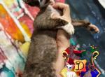 Joker - Devon Rex Cat For Sale - Spokane&comma; WA&comma; US